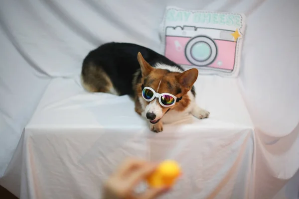 Zvířecí Pes Lulu Představuje Model Reklamní Fotografie Která Bude Vyvěšen — Stock fotografie