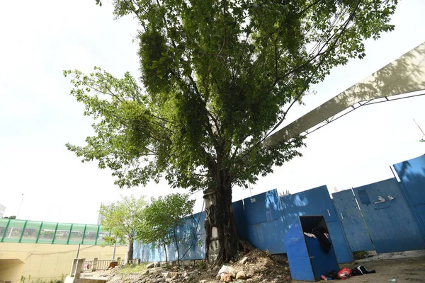 Boomstam Van Sterke Banyan Tree Wraps Groeit Rond Een Meter — Stockfoto