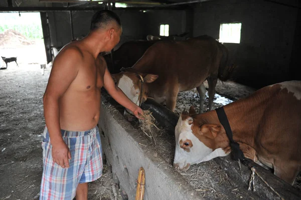 Bovini Sono Raffigurati Una Fattoria Nella Contea Linquan Città Fuyang — Foto Stock