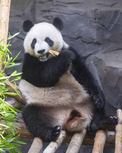 Uma Das Gêmeas Panda Gigantes Hehe Jiujiu Come Durante Festa — Fotografia de Stock