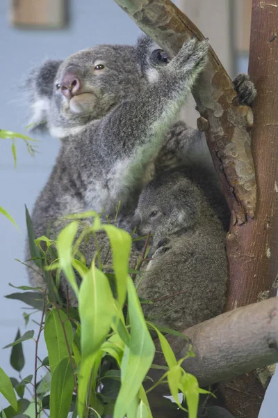 Baba Koala Anya Képen Látható Nanjing Hongshan Erdő Állatkert Ban — Stock Fotó