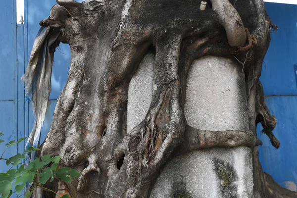 Tronc Arbre Banyan Fort Enveloppe Pousse Autour Pilier Béton Mètres — Photo