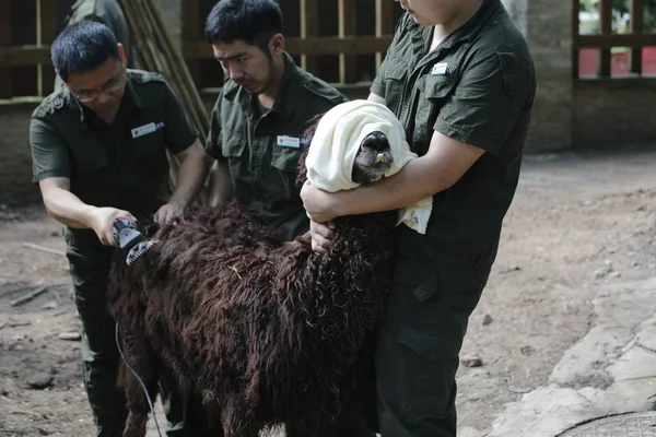 Tierpfleger Helfen Einem Alpaka Sich Das Fell Abzurasieren Sich Einem — Stockfoto