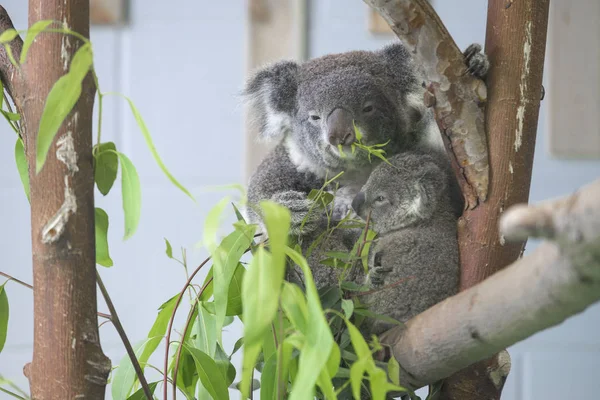 Baby Коала Матір Зображені Зоопарку Нанкін Hongshan Лісу Нанкіні Місто — стокове фото