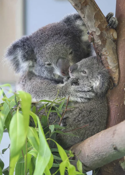 Bebê Coala Sua Mãe São Retratados Nanjing Hongshan Forest Zoo — Fotografia de Stock