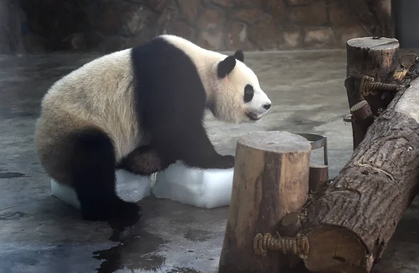Panda Gigante Segura Bloco Gelo Para Refrescar Uma Base Centro — Fotografia de Stock