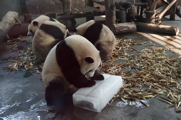 Los Pandas Gigantes Sostienen Bloques Hielo Para Enfriarse Una Base —  Fotos de Stock