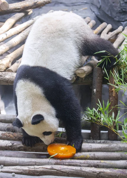 Eines Der Weiblichen Riesenpanda Zwillinge Hehe Und Jiujiu Isst Während — Stockfoto