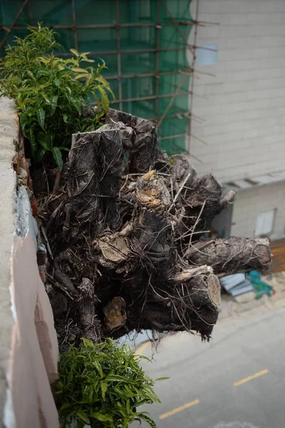 Weergave Van Een Vier Verdiepingen Hoge Banyanboom Die Uit Buitenmuur — Stockfoto