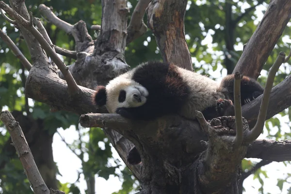 Dos Quatro Filhotes Panda Gigantes Sexo Masculino Nascidos Centro Conservação — Fotografia de Stock