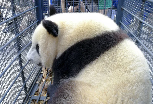 Jilin Siberian Tiger Parkta Dev Panda Pavilion Geldikten Sonra Bir — Stok fotoğraf