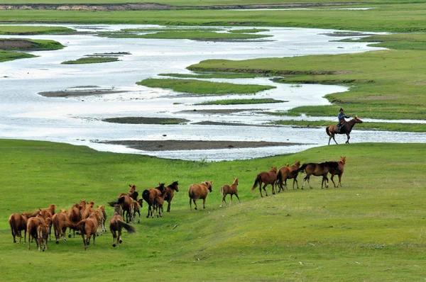 Una Vista Los Caballos Pastizal Hulun Buir Región Autónoma Mongolia — Foto de Stock