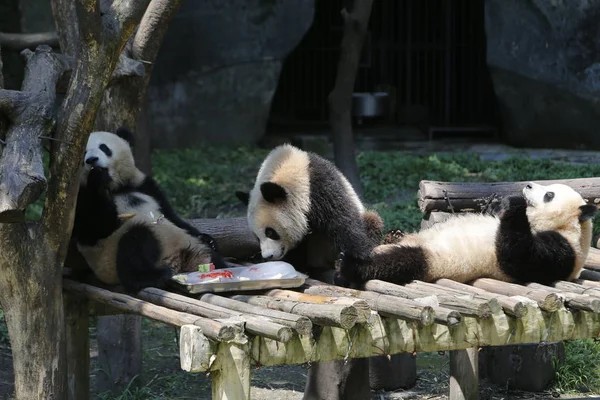 Des Pandas Géants Mangent Des Pastèques Pour Rafraîchir Lors Une — Photo