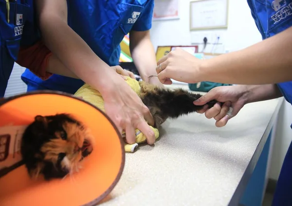 Médicos Estão Coletando Amostras Células Somáticas Gato Para Clonagem Hospital — Fotografia de Stock