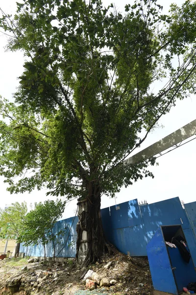 Boomstam Van Sterke Banyan Tree Wraps Groeit Rond Een Meter — Stockfoto