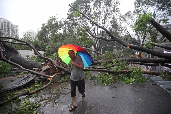 Пешеход Проходит Мимо Деревьев Выкорчеванных Сильным Ветром Вызванным Тайфуном Мангхут — стоковое фото