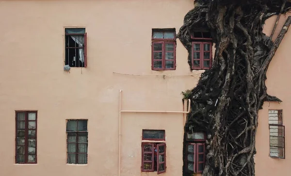 2018年8月22日 中国南方广东省广州市一栋住宅公寓楼外墙外墙生长着一棵四层高的榕树 — 图库照片