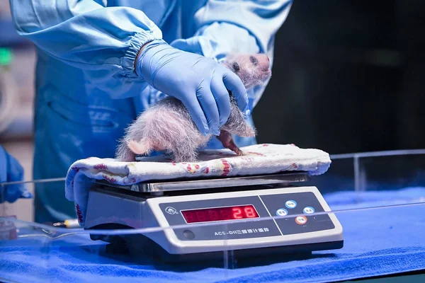 Nyfödda Jätte Panda Tingzai Att Vägas Experter Chimelong Safari Park — Stockfoto