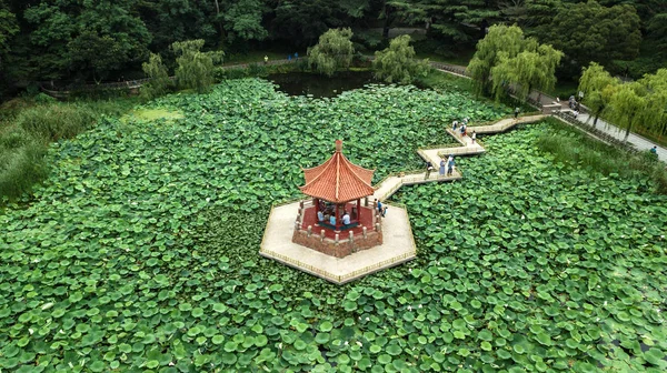Madártávlatból Egy Pavilon Körülvéve Lotus Hagy Egy Lotus Park Qingdao — Stock Fotó