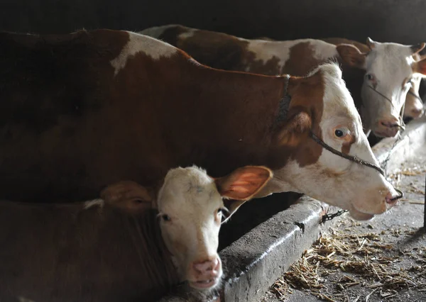 Bovini Sono Raffigurati Una Fattoria Nella Contea Linquan Città Fuyang — Foto Stock