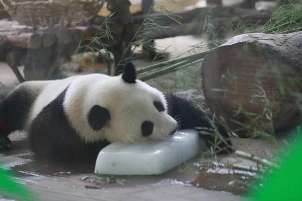 Panda Gigante Segura Bloco Gelo Para Refrescar Zoológico Dia Escaldante — Fotografia de Stock
