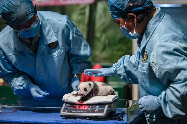 Panda Gigante Recém Nascido Longzai Está Sendo Pesado Por Especialistas — Fotografia de Stock