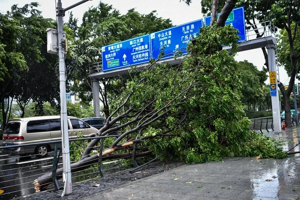 Los Árboles Son Desarraigados Por Fuerte Viento Causado Por Tifón — Foto de Stock