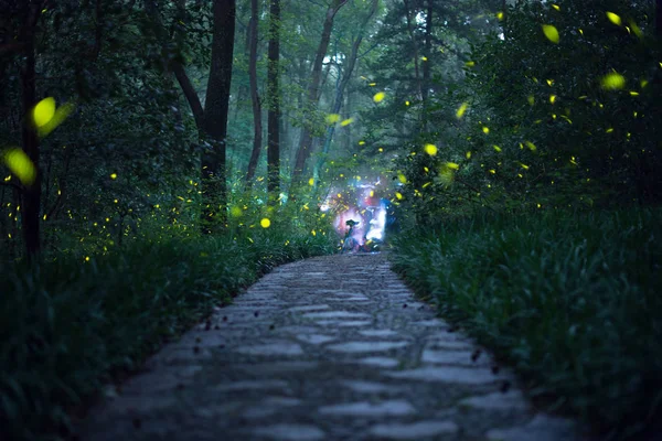 Tato Fotografie Ukazuje Krásné Světlušky Zijin Hory Město Nanjing Východní — Stock fotografie