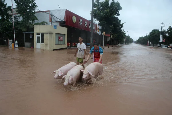 Oficiales Policía Residentes Locales Evacuan Cerdos Aguas Inundación Causadas Por — Foto de Stock