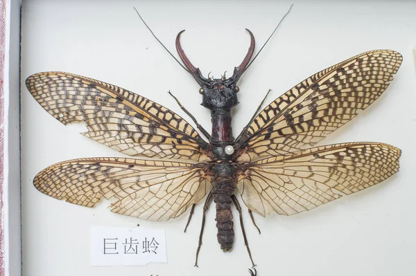 Insect Specimen Collected Made Year Old Chinese Boy Xiong Haoyang — Stock Photo, Image