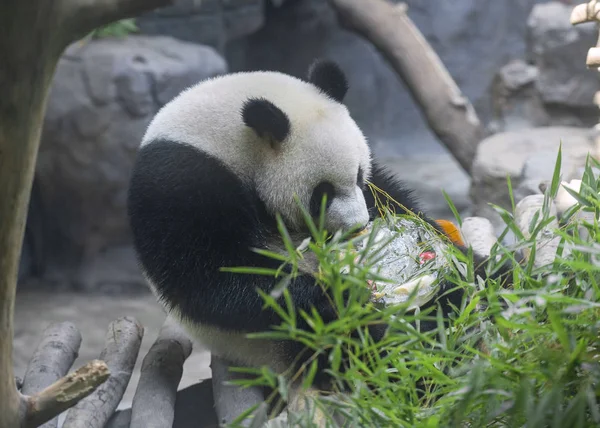 Una Las Gemelas Panda Gigantes Hehe Jiujiu Come Pastel Cumpleaños — Foto de Stock