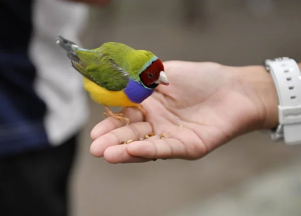 Visitante Alimenta Pinzón Guldiano Zoológico Mascotas Interior Establecido Por Joven — Foto de Stock