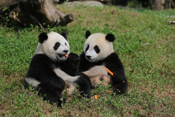 Twee Van Vier Mannelijke Reuzenpanda Welpen Geboren Het China Behoud — Stockfoto