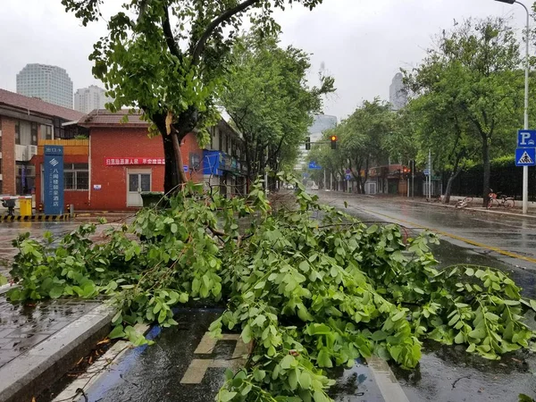 2018년 11일 푸젠성 푸저우시 랴오닝현에서 8번째 태풍인 마리아에 강풍으로 나뭇가지가 — 스톡 사진
