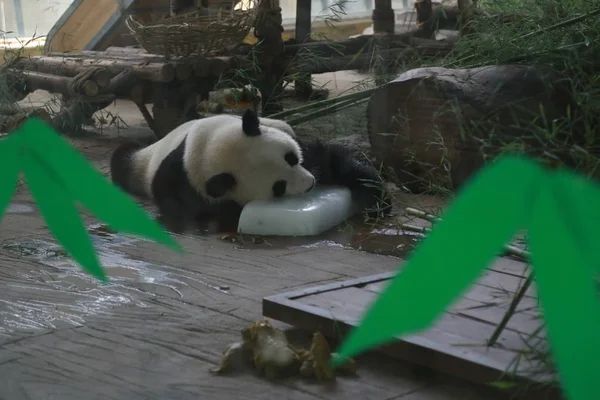 2018年8月1日 在中国东部山东省济南市 一只大熊猫在动物园举行冰柱降温 — 图库照片
