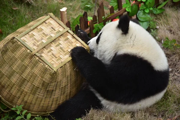 File Filhote Panda Gigante Age Bonito Durante Uma Partida Copa — Fotografia de Stock