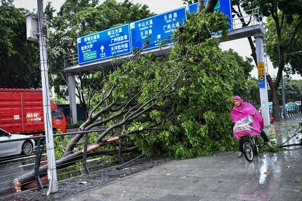Los Árboles Son Desarraigados Por Fuerte Viento Causado Por Tifón — Foto de Stock
