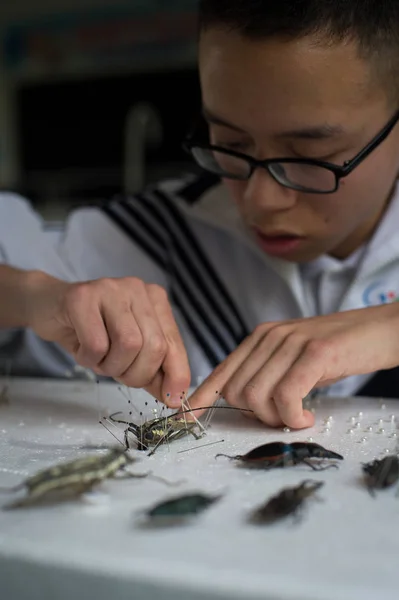 Yaşındaki Çinli Çocuk Xiong Haoyang Bir Okulda Böcek Numuneler Chengdu — Stok fotoğraf