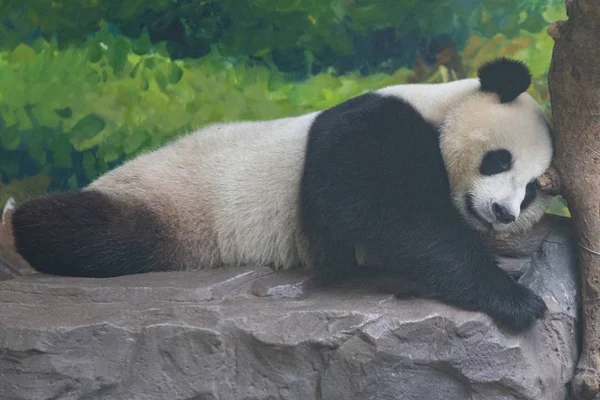 Jedna Ženských Obřích Panda Dvojčat Hehe Jiujiu Hraje Během Oslav — Stock fotografie