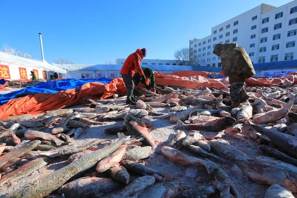 チャガン湖の氷と雪釣り 狩猟文化観光祭松原市で 中国北東部の吉林省 2018 日中にチャガン湖冬の釣りシーズンから水揚げされた魚を漁師が整理します — ストック写真