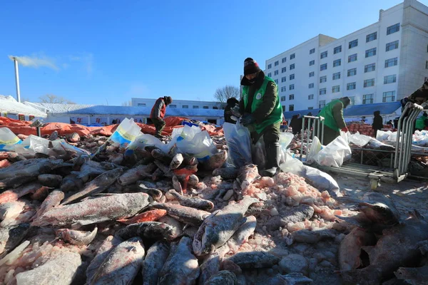 Pescadores Separam Peixes Colhidos Temporada Pesca Inverno Lago Chagan Durante — Fotografia de Stock