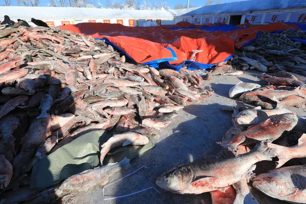 Halászok Rendezni Halat Amelyet Chagan Halászati Síszezon Alatt Chagan Tavon — Stock Fotó