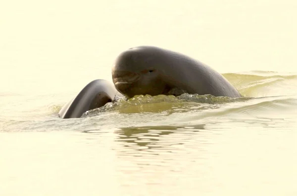 View Endangered Yangtze Finless Porpoises Poyang Lake China Biggest Freshwater — Stock Photo, Image