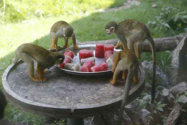 Los Monos Ardilla Comen Sandías Para Refrescarse Día Abrasador Chongqing — Foto de Stock