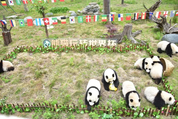 Cachorros Panda File Giant Participan Partido Copa Mundial Panda Una — Foto de Stock