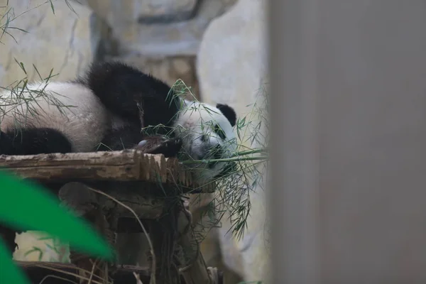 Obří Panda Bambus Zoologické Zahradě Horkém Dni Nan City Provincie — Stock fotografie