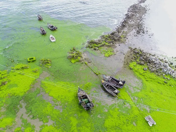 Море Покрыто Зелеными Водорослями Пролиферами Энтероморфы Городе Циндао Провинция Шаньдун — стоковое фото