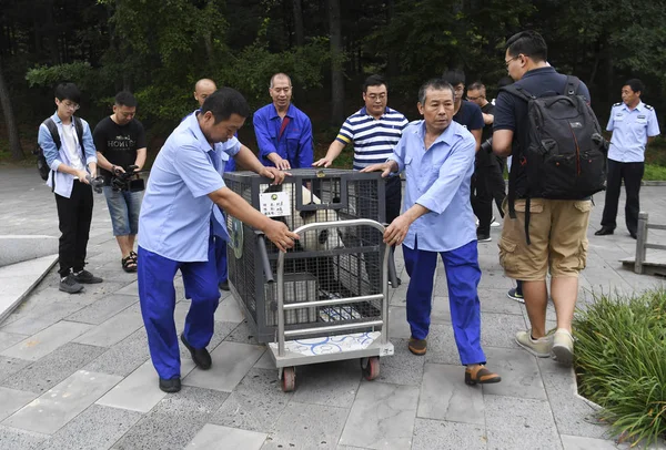 Dois Pandas Gigantes Jia Jia Meng Meng Serem Entregues Base — Fotografia de Stock