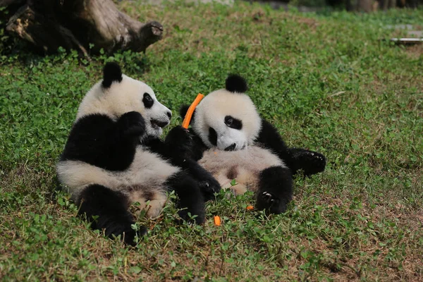 자이언트 이름이 센터에서 태어난 Conservat의 Dujiangyan 기지에서 대회에 행사에서 — 스톡 사진