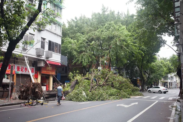 Los Árboles Son Desarraigados Por Fuerte Viento Causado Por Tifón — Foto de Stock